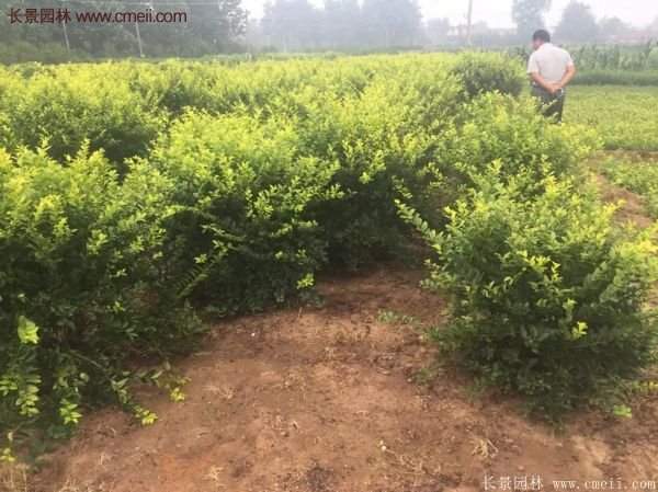 沭陽基地的金葉女貞球