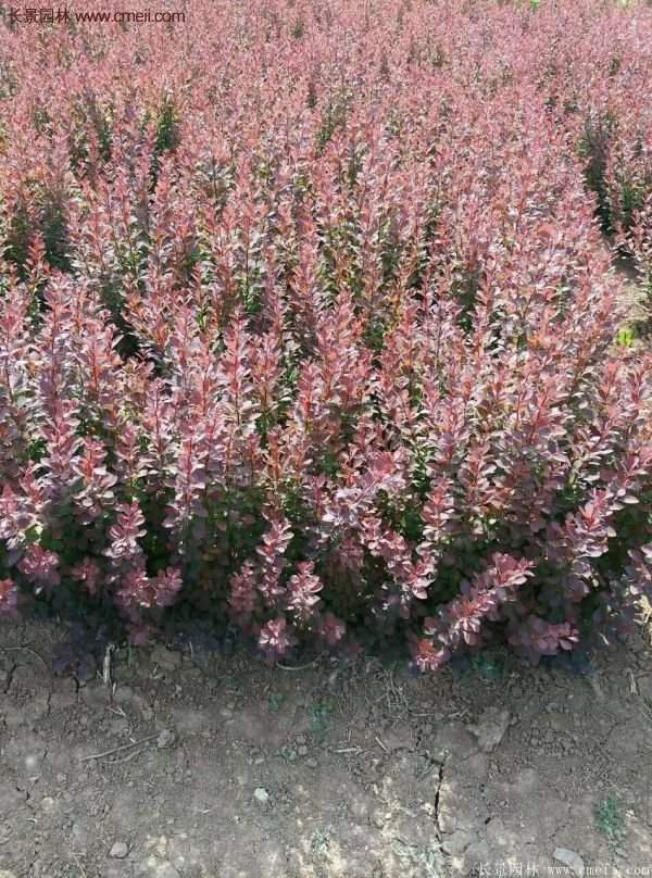 沭陽紅葉小檗苗 沭陽紅葉小檗苗
