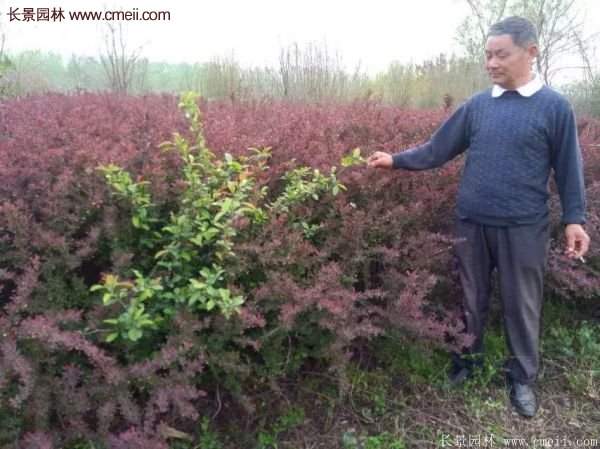 沭陽紅葉小檗苗 沭陽紅葉小檗苗