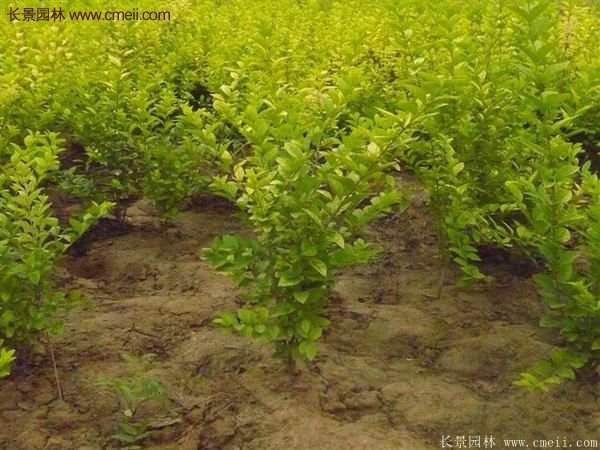 金葉女貞價(jià)格 金葉女貞價(jià)格