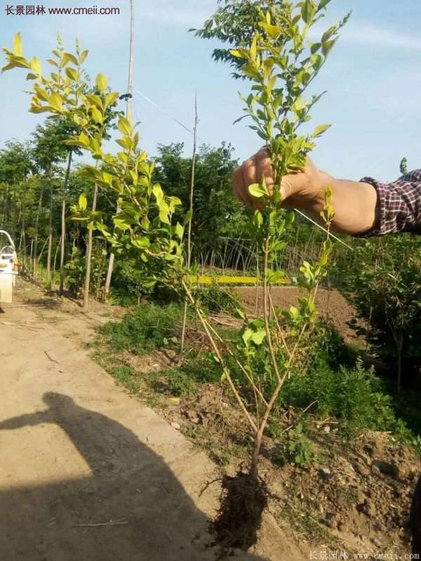 金葉女貞價(jià)格 金葉女貞價(jià)格