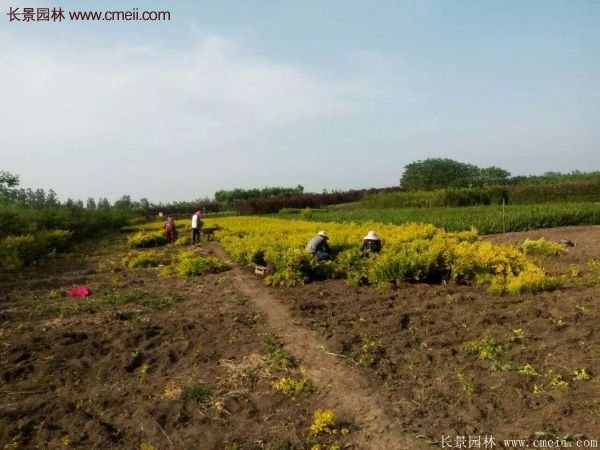 金葉女貞價(jià)格 金葉女貞價(jià)格