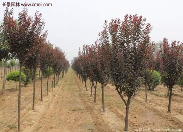 紫葉李批發基地,