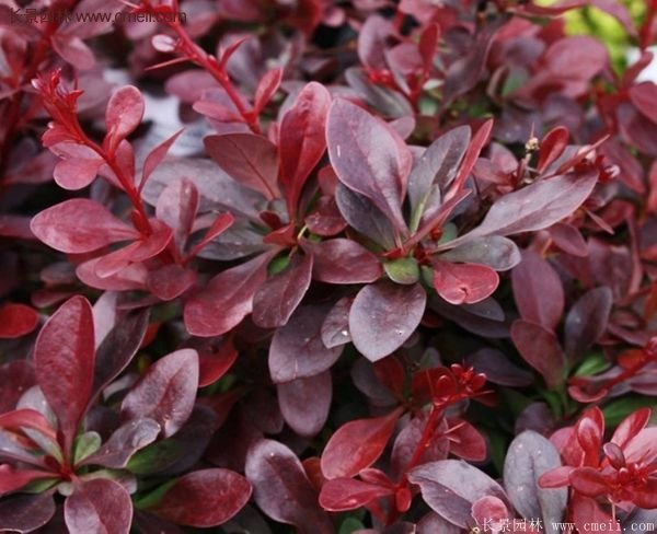 沭陽基地的紅葉小檗 沭陽基地的紅葉小檗