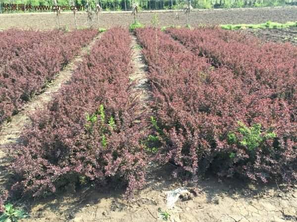 沭陽基地的紅葉小檗 沭陽基地的紅葉小檗