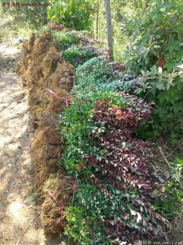 沭陽紅葉小檗基地 沭陽紅葉小檗基地