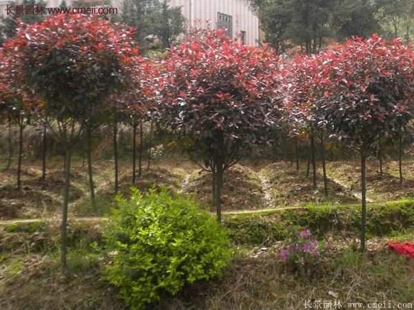 沭陽基地的紅葉石楠 沭陽基地的紅葉石楠