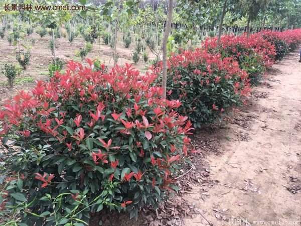 沭陽基地的紅葉石楠 沭陽基地的紅葉石楠