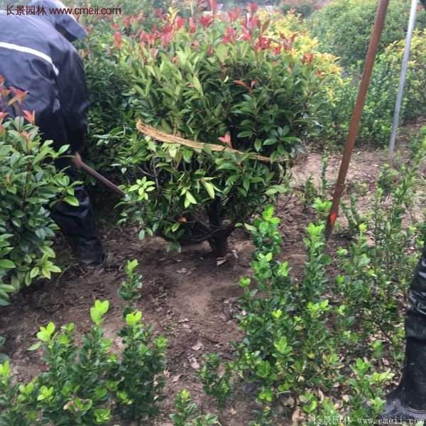 沭陽基地的紅葉石楠 沭陽基地的紅葉石楠