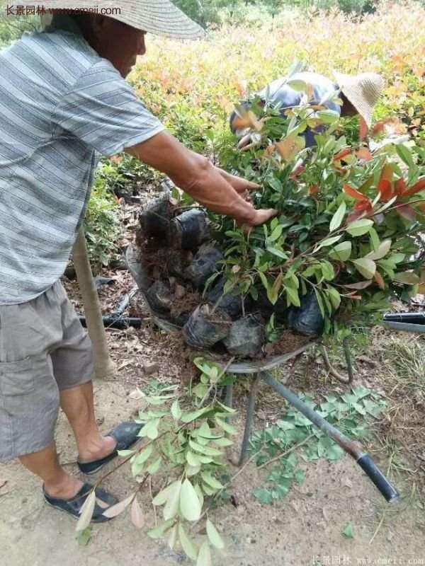 紅葉石楠的養護方法 紅葉石楠的養護方法