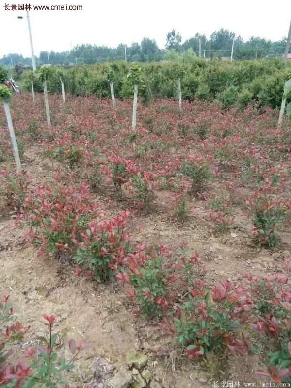 沭陽紅葉石楠苗 沭陽紅葉石楠苗