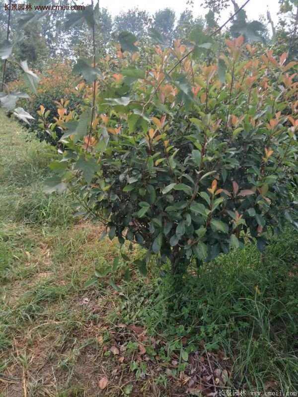 沭陽基地紅葉石楠各種規格的價格表 沭陽基地紅葉石楠各種規格的價格表