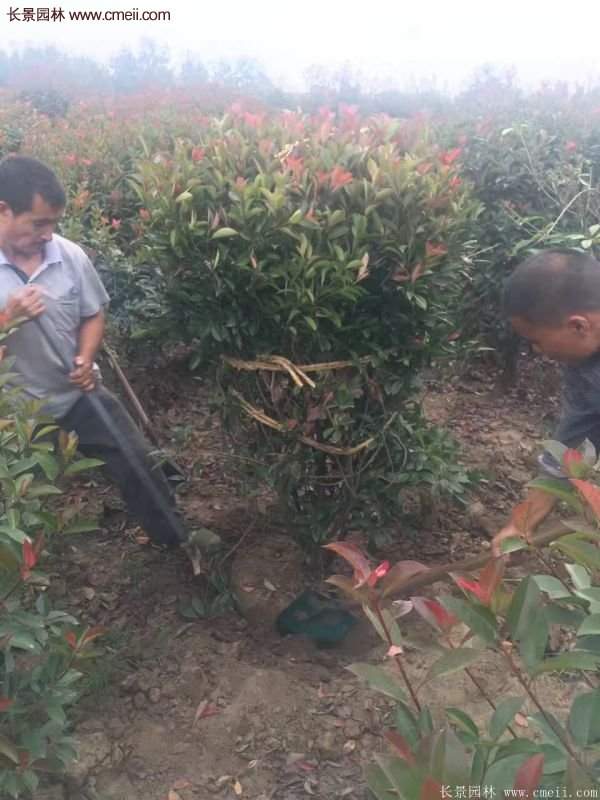 沭陽基地紅葉石楠各種規格的價格表 沭陽基地紅葉石楠各種規格的價格表