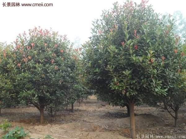 沭陽基地紅葉石楠各種規格的價格表 沭陽基地紅葉石楠各種規格的價格表