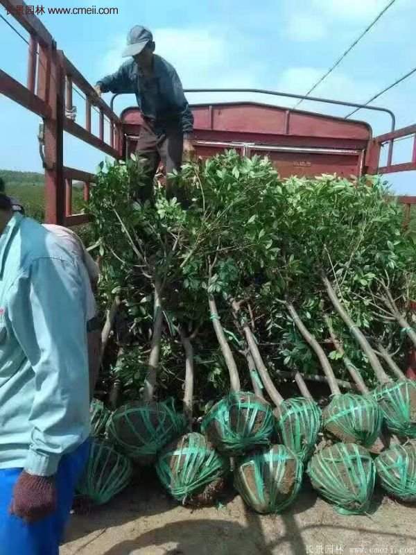 沭陽(yáng)長(zhǎng)景園林基地的紅葉石楠 沭陽(yáng)長(zhǎng)景園林基地的紅葉石楠