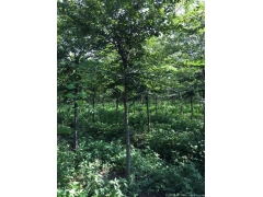 較大的櫸樹產地，產量百分之二十以上