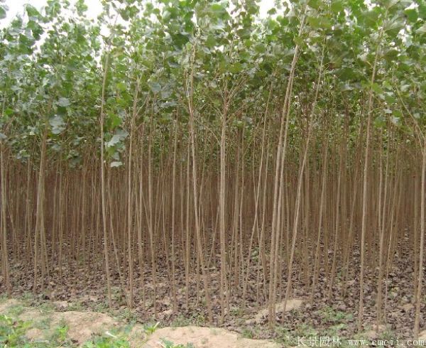 便宜的楊樹苗哪里有賣?