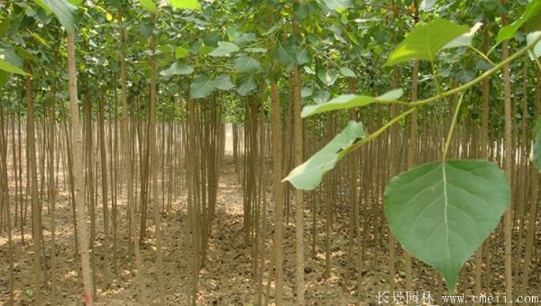 便宜的楊樹苗哪里有賣?