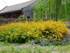 <font color='#FFFF00'>產(chǎn)地直銷的棣棠球多少錢一棵？</font>