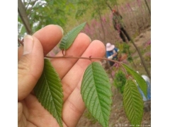 櫸樹生長速度快嗎？