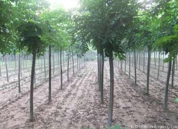 欒樹圖片欒樹基地