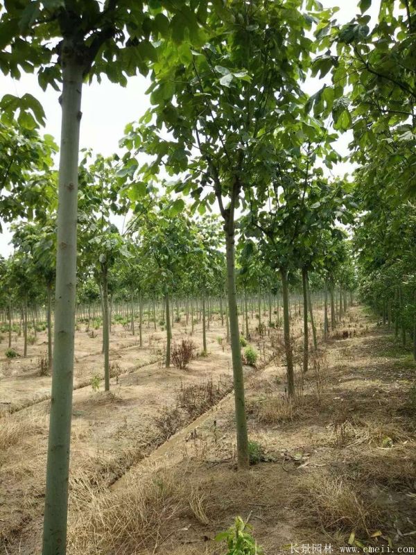 青桐樹(shù)圖片青桐樹(shù)基地實(shí)拍