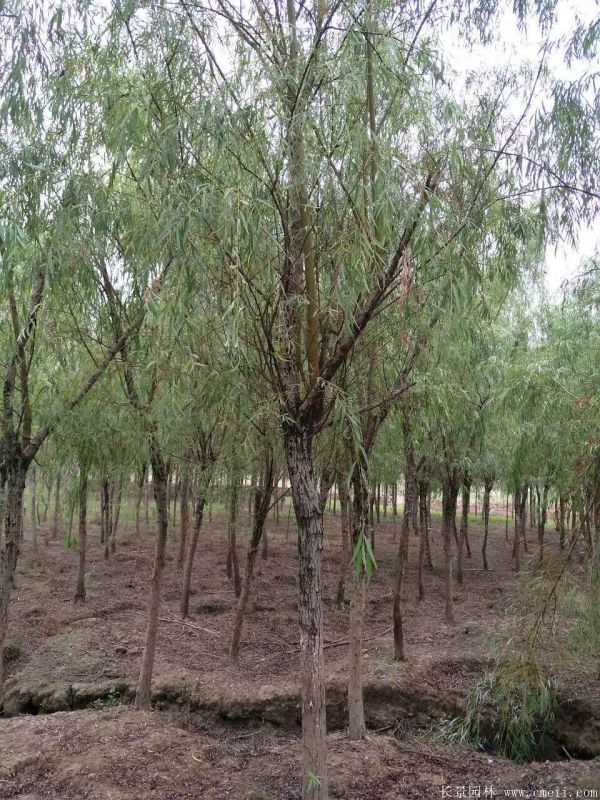 垂柳圖片垂柳基地實(shí)拍 垂柳圖片垂柳基地實(shí)拍