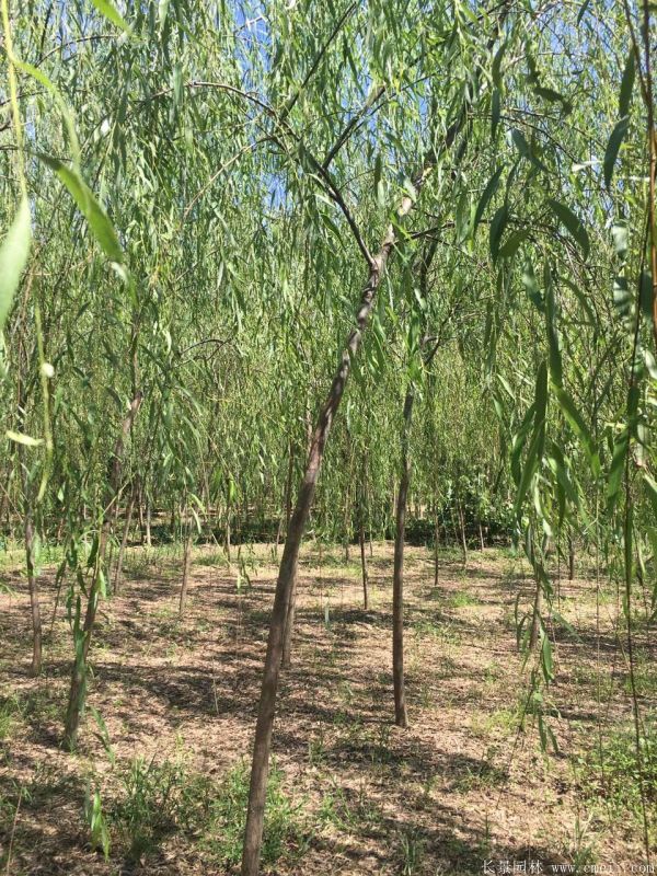 垂柳圖片垂柳基地實(shí)拍 垂柳圖片垂柳基地實(shí)拍