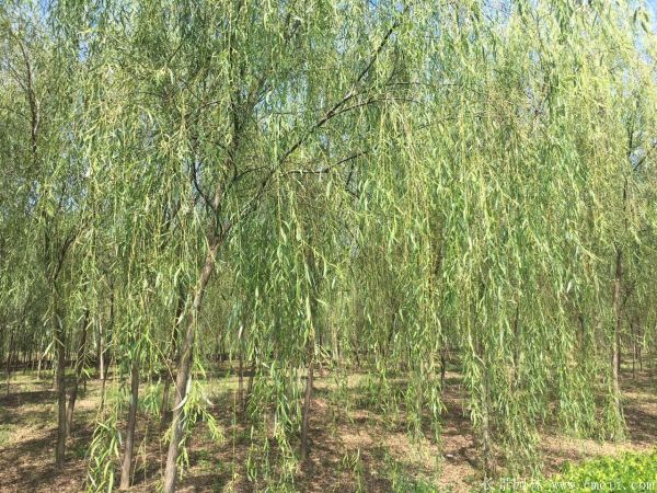 垂柳圖片垂柳基地實(shí)拍 垂柳圖片垂柳基地實(shí)拍