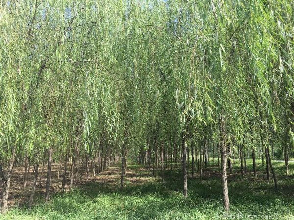 垂柳圖片垂柳基地實(shí)拍 垂柳圖片垂柳基地實(shí)拍