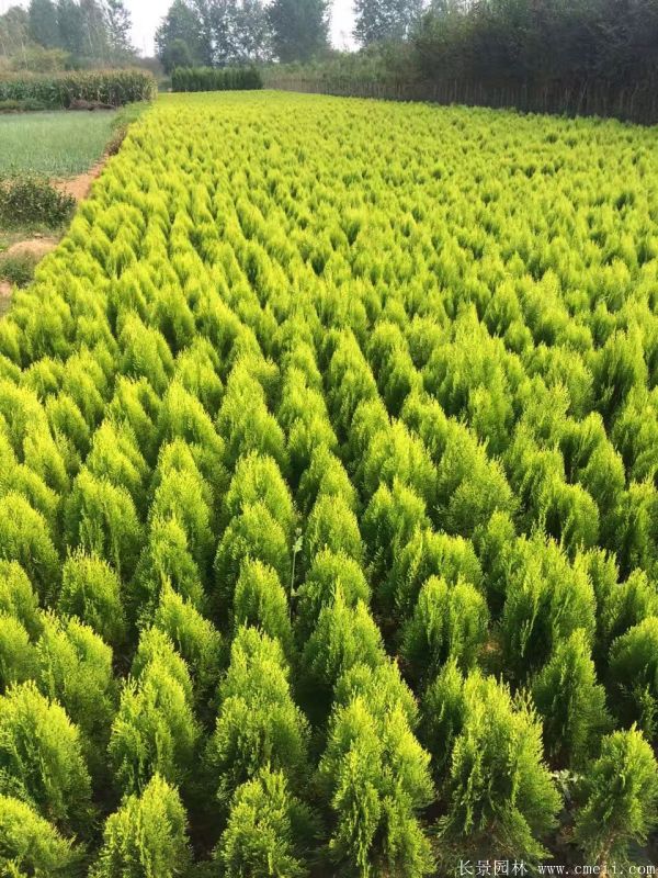 灑金柏種子發芽出苗圖片