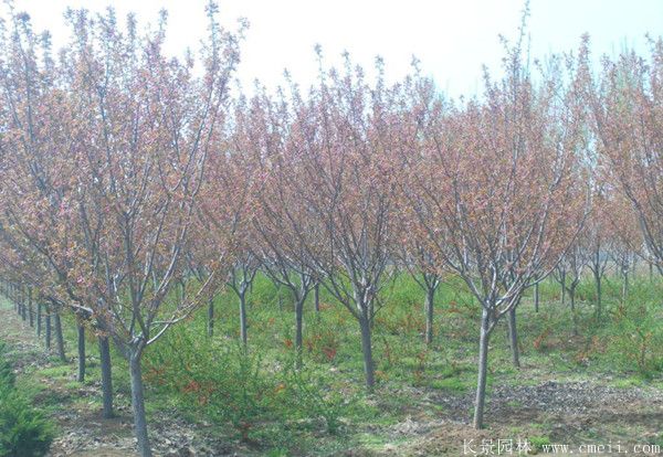 櫻花樹圖片基地實拍 櫻花樹圖片基地實拍