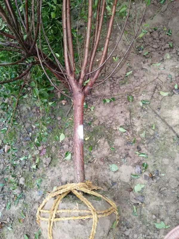 紅梅樹紅梅花圖片基地實(shí)拍