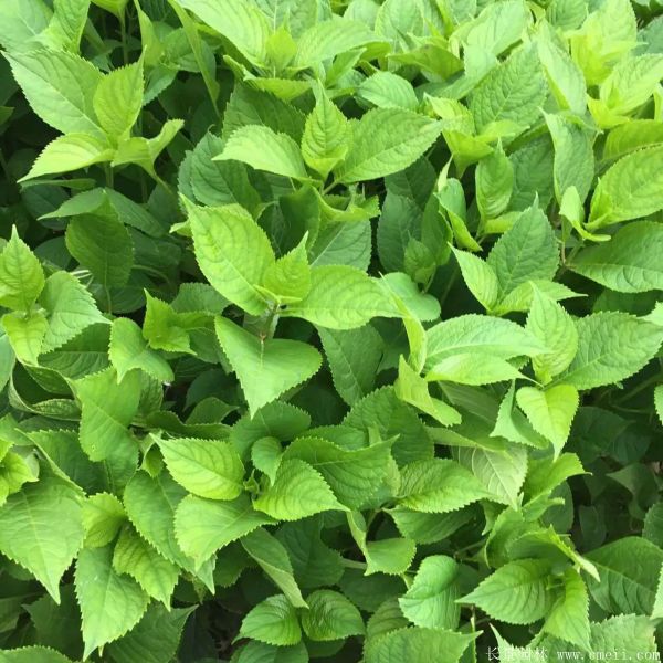 八仙花圖片基地實拍 八仙花圖片基地實拍