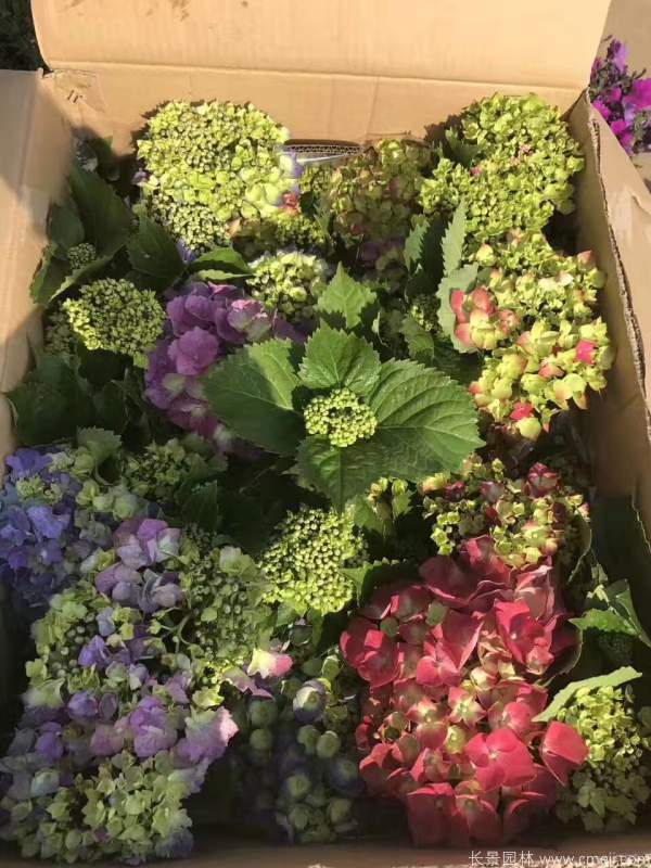 八仙花圖片基地實拍 八仙花圖片基地實拍