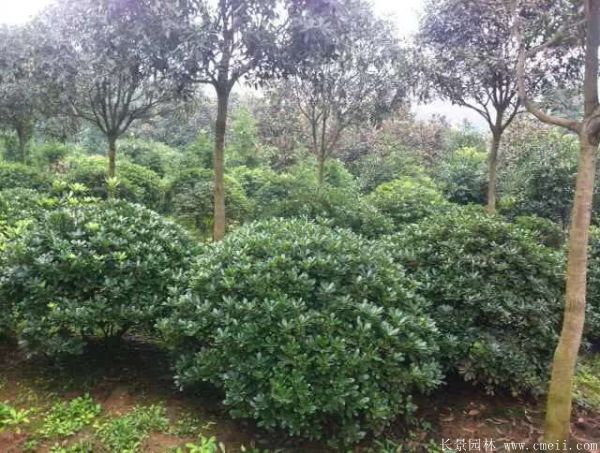 海桐圖片基地實拍 海桐圖片基地實拍