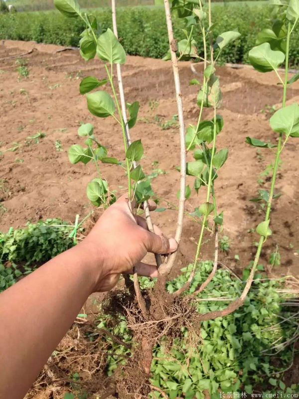 丁香圖片基地實(shí)拍 丁香圖片基地實(shí)拍