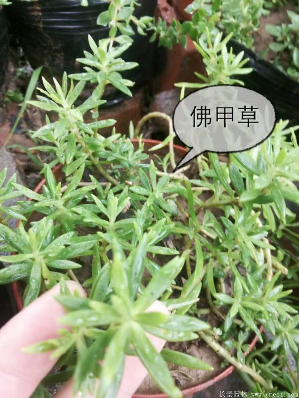 佛甲草基地實(shí)拍圖片 佛甲草基地實(shí)拍圖片