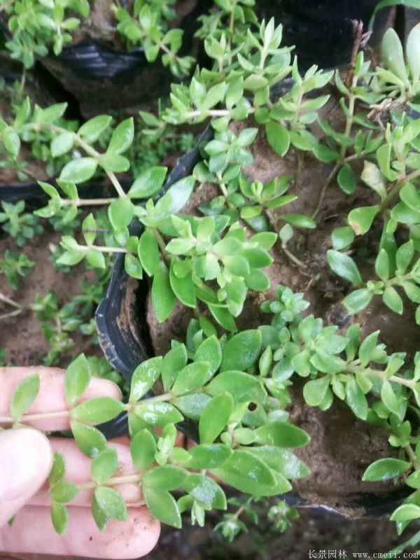 佛甲草基地實(shí)拍圖片 佛甲草基地實(shí)拍圖片