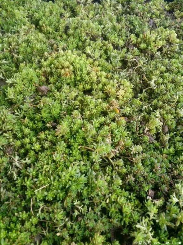 佛甲草基地實(shí)拍圖片 佛甲草基地實(shí)拍圖片