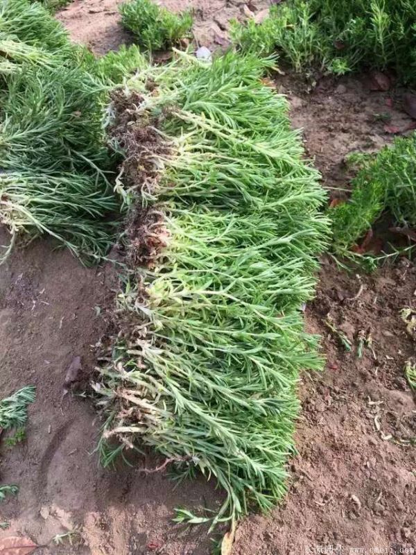 佛甲草基地實(shí)拍圖片 佛甲草基地實(shí)拍圖片