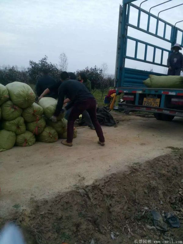 佛甲草基地實(shí)拍圖片 佛甲草基地實(shí)拍圖片