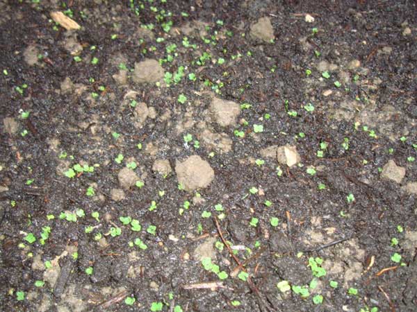 蒲公英種子發芽出芽圖片 蒲公英種子發芽出芽圖片