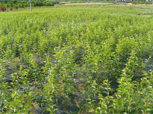 櫻花種子出苗發芽圖片 櫻花種子出苗發芽圖片