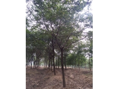 2017年櫸樹行情及價格，關注全國較大的櫸樹產區