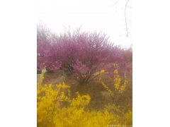 哪里的叢生紫荊價格比較便宜，多少錢一棵？