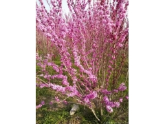 叢生紫荊多少錢一棵？