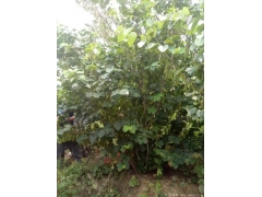 哪里有質量好價格便宜的叢生紫荊賣？