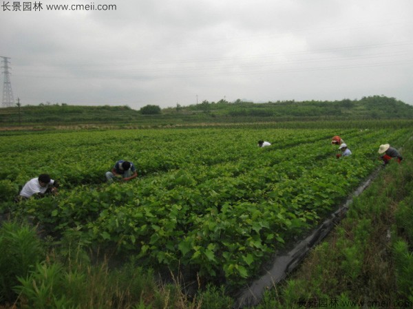 葡萄種子圖片 葡萄種子圖片
