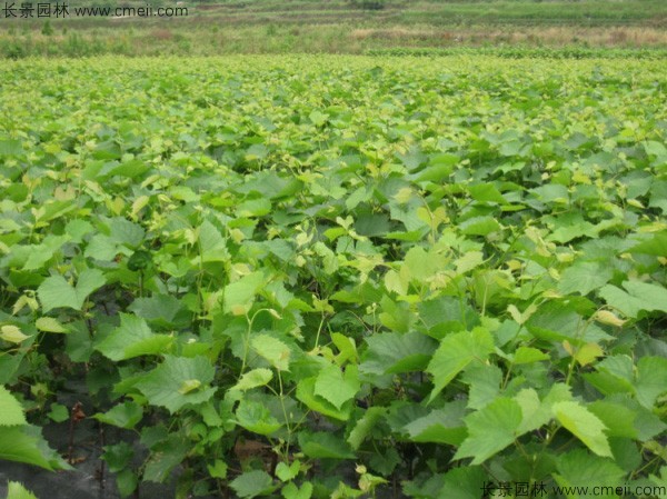 葡萄種子圖片 葡萄種子圖片